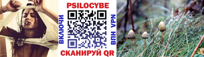 где можно купить   Кореновск  Псилоцибиновые грибы Magic Shrooms 